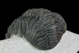 Bargain, Morocops Trilobite - Bumpy Shell #76963-3